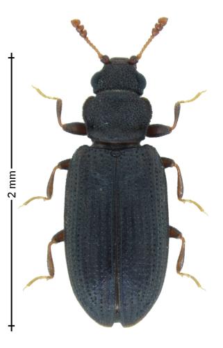 Enicmus brevicornis